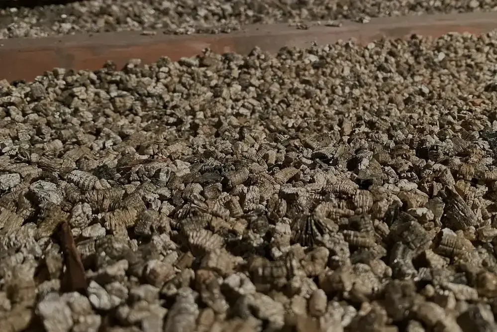 Close-up of zonolite vermiculite attic insulation showing loose-fill asbestos-contaminated material